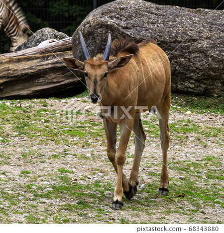 The common eland, Taurotragus oryx is a savannah The common eland, Taurotragus oryx is a savannah 68343880