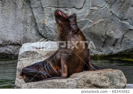 The South American sea lion, Otaria flavescens in 68343882