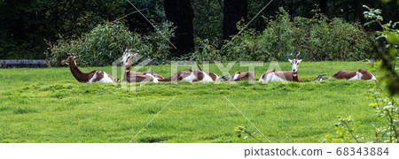 Dama gazelle, Gazella dama mhorr or mhorr gazelle 68343884