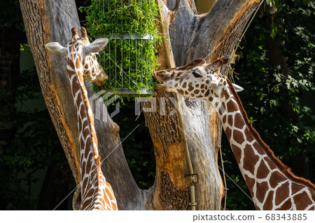 The giraffe, Giraffa camelopardalis is an African 68343885