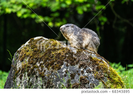 Alpine marmot, marmota marmota, in the zoo Alpine marmot, marmota marmota, in the zoo 68343895