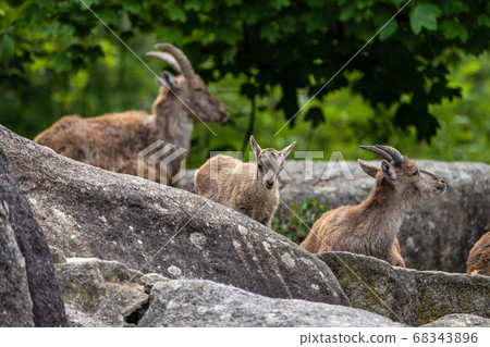 Male mountain ibex or capra ibex on a rock 68343896