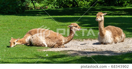 Vicunas, Vicugna Vicugna, relatives of the llama Vicunas, Vicugna Vicugna, relatives of the llama 68343902