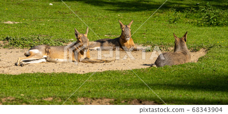 Patagonian Mara, Dolichotis patagonum are large 68343904