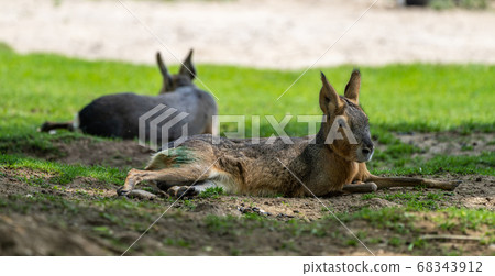 Patagonian Mara, Dolichotis patagonum are large Patagonian Mara, Dolichotis patagonum are large 68343912