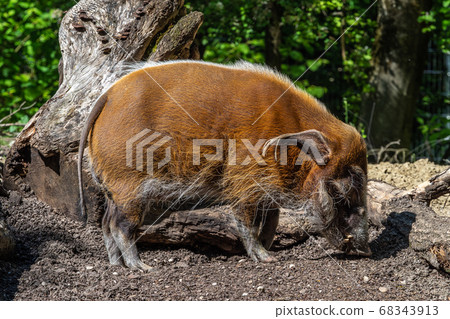 Red river hog, Potamochoerus porcus, also known as 68343913