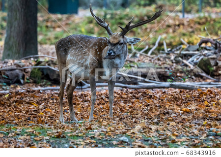 The fallow deer, Dama mesopotamica is a ruminant The fallow deer, Dama mesopotamica is a ruminant 68343916