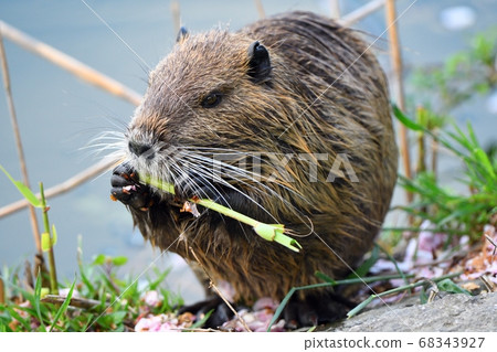 Nutria eating grass 68343927