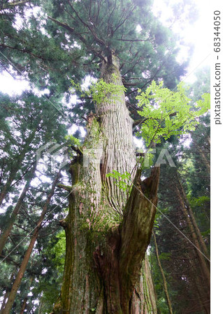 Tengu's perched cedar and sunbeams 68344050