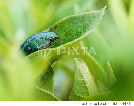 green little bug hiding in a leaf from the rain green little bug hiding in a leaf from the rain 68344486