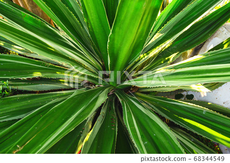 Yukka plant background. Top wiev Yukka plant background. Top wiev 68344549