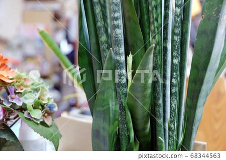 Sansebery的芽 68344563