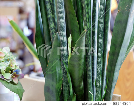 Buds of Sansebery Buds of Sansebery 68344564