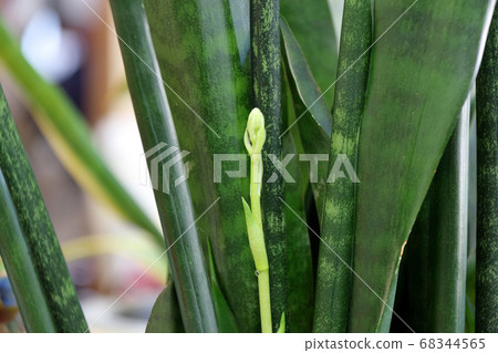 Sansebery的芽 68344565