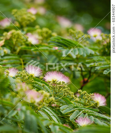 夏天的花，和平的粉紅色花朵 68344907