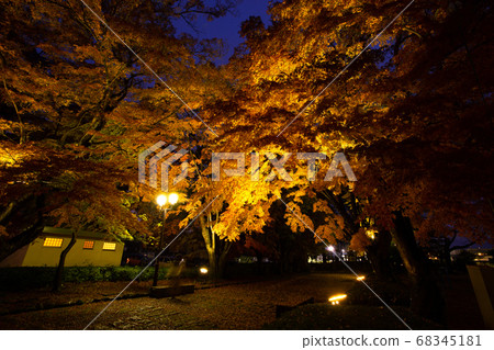 Autumn leaves Night view Autumn leaves Night view 68345181