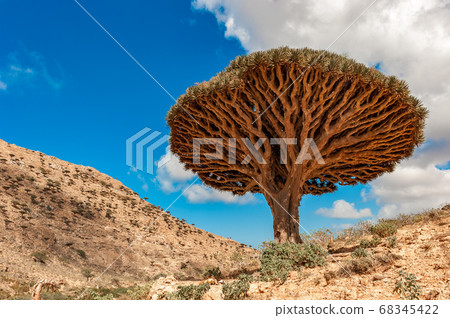 Dragon trees on Socotra Island, Yemen Dragon trees on Socotra Island, Yemen 68345422