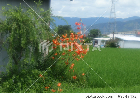 稻田中的早苗：微風與Oni百合花 68345452