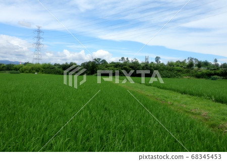 稻田早苗：微風：山田池公園：農作物 68345453