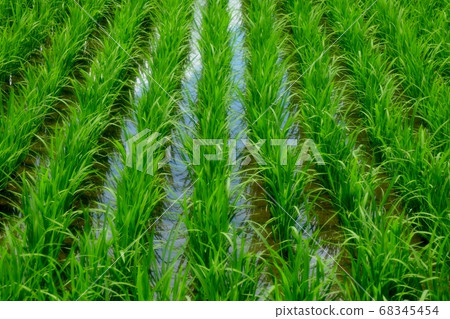 稻田早苗：微風：山田池公園：農作物 68345454