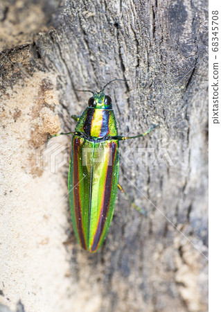 up科玉TamKichidomo鞘翅目 up科玉TamKichidomo鞘翅目 68345708