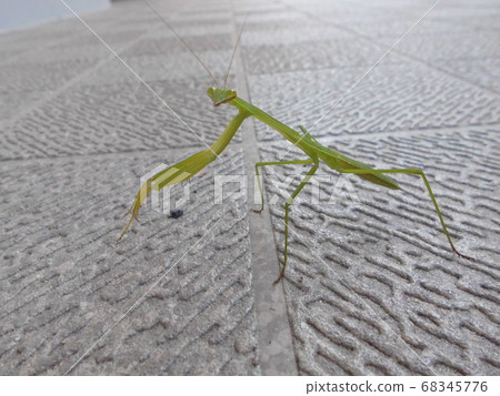 Vigilance Vigilance 68345776