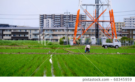 elderly Japanese woman working in the field 68345959