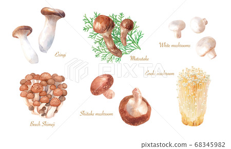一套美味的蘑菇。水彩插圖。 (跟踪向量) 一套美味的蘑菇。水彩插圖。 (跟踪向量) 68345982