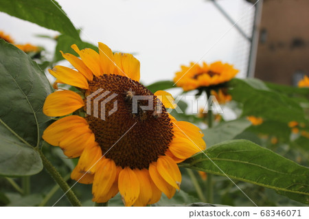 向日葵-向日葵-******向日葵***** 68346071