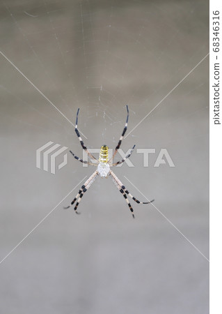 Argiope bruennichi (long golden spider) Argiope bruennichi (long golden spider) 68346316