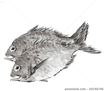Sea bream Tai two white background Monotone [ink painting style] 68346746
