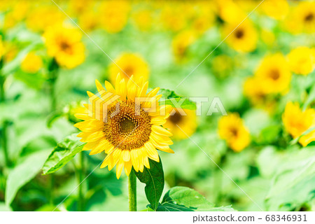 Sun Flower Sun Flower 68346931