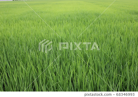 新鮮的綠色鄉村+ 新鮮的綠色鄉村+ 68346993