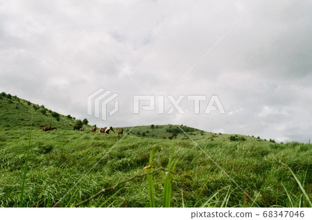 A horse peacefully grazing at Yongnyeoni Oreum, Jeju 68347046