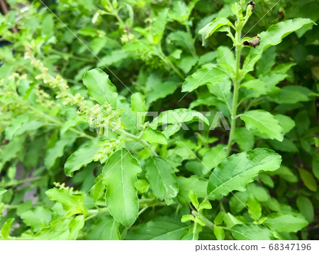 Basil or Holy basil or Thai basil or Ocimum or sweet basil also called great basil, is a culinary herb. It was planted on the ground, has small and narrow leaves, green stems, white and green flowers 68347196