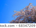 Weeping cherry blossoms and airplane clouds 68347209