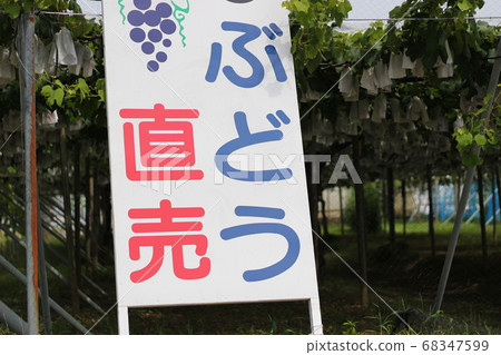 Grape direct sale Grape picking signboard signboard image Grape direct sale Grape picking signboard signboard image 68347599