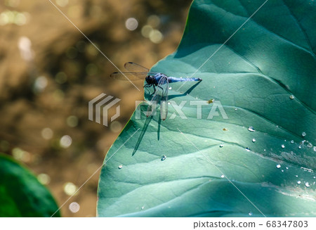 蜻蜓和滴 68347803