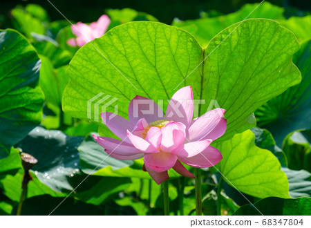 古代蓮花瓣 古代蓮花瓣 68347804