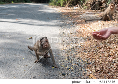 Ladies giving the food to the monkey Ladies giving the food to the monkey 68347816