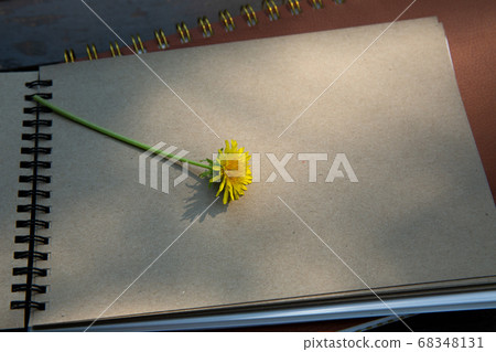 dandelion lies on a notebook on a park bench on a sunny day  68348131