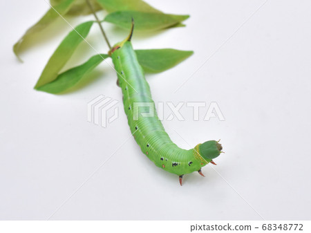 Caterpillar larva Caterpillar larva 68348772