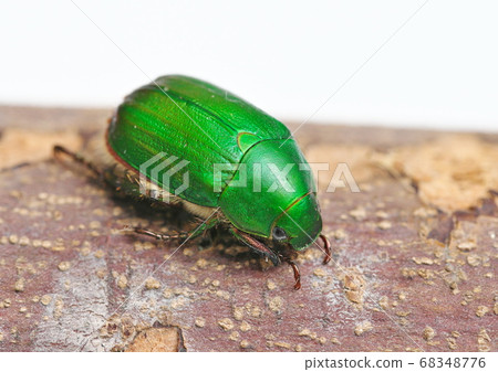 很棒的玻璃 68348776