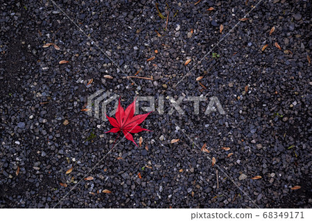 落在礫石上的紅楓楓葉 68349171
