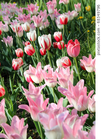 Beautiful delicate tulips lit by the sun 68349796