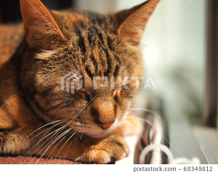 Hinatabokkoneko 68349812