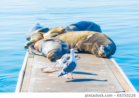 sea lions and seagulls on a wooden pier in 68350226