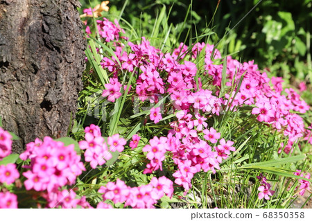 Pink flowers of Anchovy blooming in the spring field Pink flowers of Anchovy blooming in the spring field 68350358