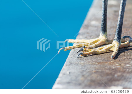 egret claws by the water 68350429