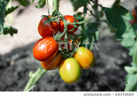 Red ripe tomatoes in garden 68350669